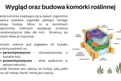 Jak wygląda komórka roślinna? Odkryj jej złożoną budowę i funkcje