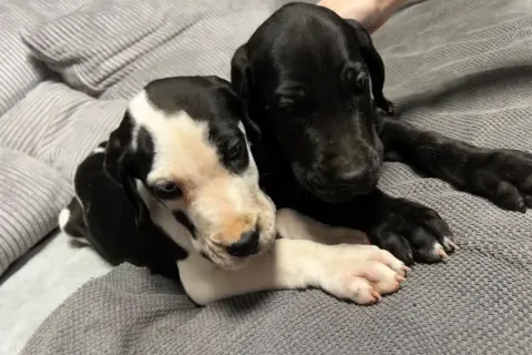 Dwa szczenięta doga niemieckiego, jedno czarne, drugie łaciate, przytulają się. Zastanawiasz się, ile kosztuje dog niemiecki?