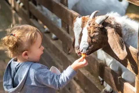 Dziecko karmi kozę marchewką w zoo. Sprawdź zoo Kraków cennik, by poznać ceny biletów.