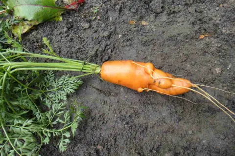 Pomarańczowa marchewka z bulwami, pokazująca, jak wyglądają nicienie w glebie, uszkadzając korzeń.