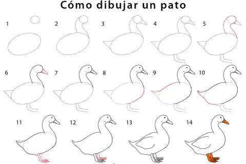 Instrucciones paso a paso para dibujar un pato. Aprende a crear tu propio pato para dibujar con esta guía visual.