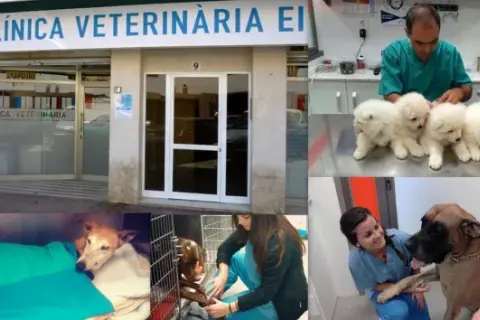 Veterinario Yepes: Servicios de calidad y atención personalizada para tu mascota