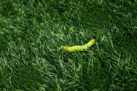 Oruga verde brillante sobre césped artificial. Un problema que requiere insecticida para césped artificial.