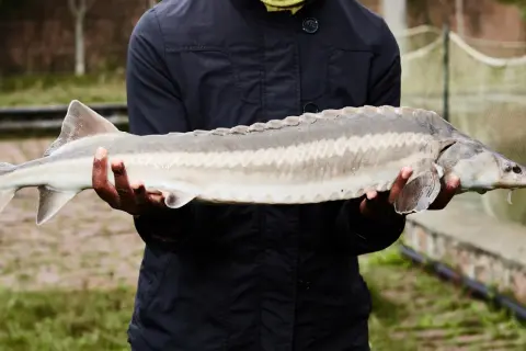 Un homme tient un esturgeon beluga, un poisson préhistorique aux plaques osseuses distinctives.