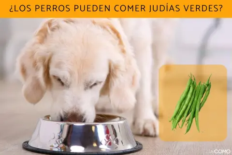 Un perro come de un cuenco mientras judías verdes se muestran en un recuadro.
