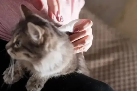 Persona aplica tratamiento para piojos en gatos.