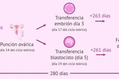 Diagrama que ilustra el cálculo de la fecha probable de parto (FPP) usando la regla de Naegele, partiendo de la FUR teórica y los días del ciclo.