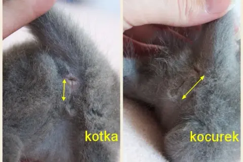 Jak rozpoznać płeć kota? Pewne metody, nawet u kociaka!