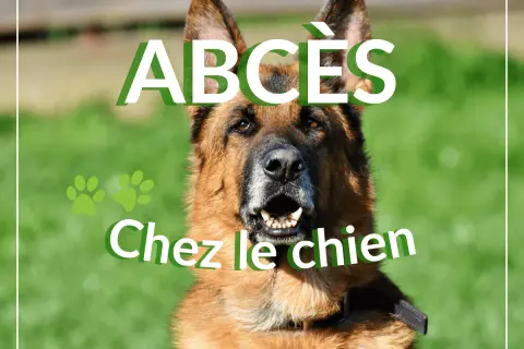 Portrait d'un berger allemand avec le texte "ABCÈS Chez le chien".