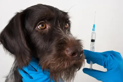 A brown dog looks nervously at a syringe held by a gloved hand, hinting at potential leptospirosis vaccine side effects.