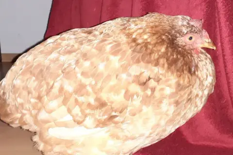 Ein Huhn mit auffällig vollem Kropf, möglicherweise eine Kropfverstopfung, sitzt auf einem roten Stoff.