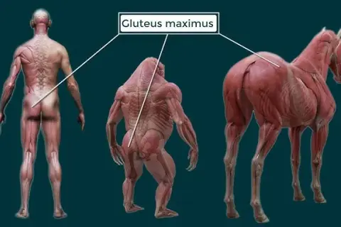 Descubre el músculo más grande: Glúteo mayor, tu motor oculto