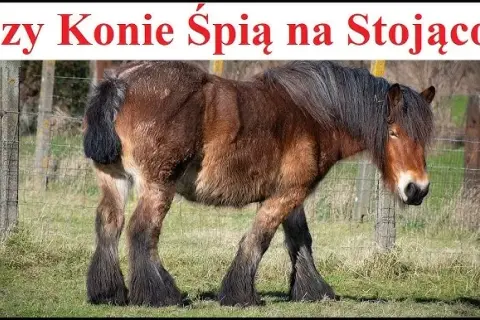 Czy konie śpią na stojąco? Odkryj tajemnice ich snu i bezpieczeństwa