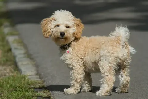 Uroczy, dorosły pies maltipoo z kręconą, kremową sierścią stoi na chodniku, patrząc w stronę obiektywu.