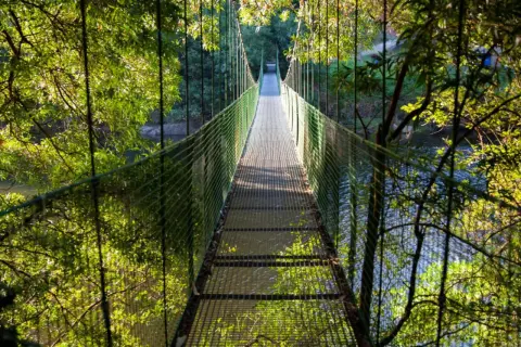 Un puente colgante de Noia se adentra en un bosque frondoso, con el agua reflejando la luz entre los árboles.