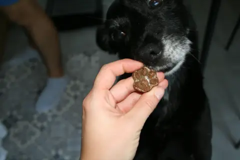 Czarny piesek z zaciekawieniem wącha przysmak w kształcie łapki. Czy pies może jeść wątróbkę? To pytanie nurtuje wielu właścicieli.