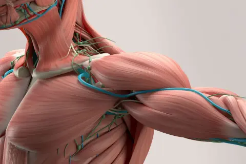 Anatomia człowieka: mięśnie, naczynia krwionośne i limfatyczne. Zrozumienie, czym jest powięź, pomaga docenić złożoność ciała.