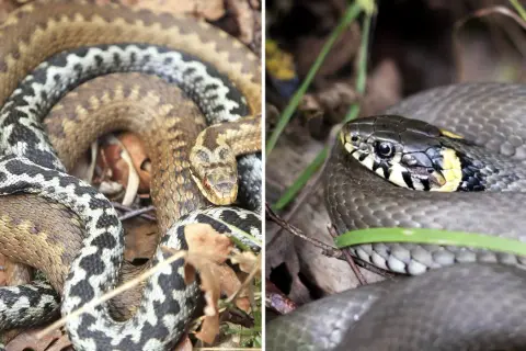 Två ormar i skogen: en huggorm med sitt karaktäristiska sicksackmönster och en snok med gul krage.