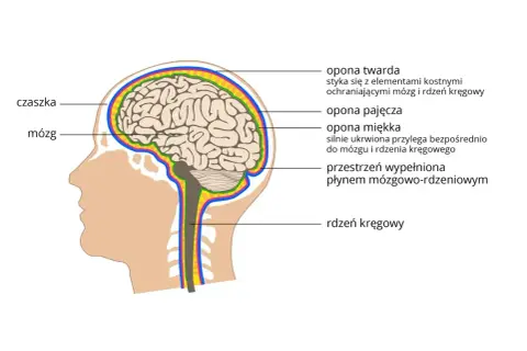 Przekrój głowy ukazujący mózg, rdzeń kręgowy i opony chroniące układ nerwowy.