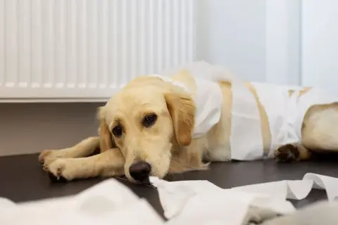 Smutny piesek owinięty papierem toaletowym, leżący na podłodze. Wygląda, jakby miał problemy z żołądkiem, być może wymioty u psa były przyczyną tego bałaganu.