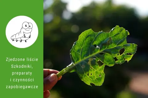 Zjedzone liście roślin ogrodowych z dziurami, spowodowane przez szkodniki. Na zielonym tle rysunek gąsienicy i tekst o szkodnikach.