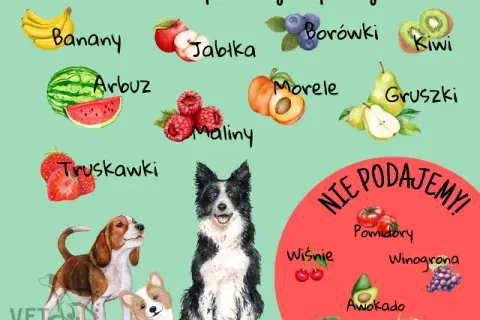 Czy koty mogą jeść sałatę? Tak, ale jak bezpiecznie ją podać?