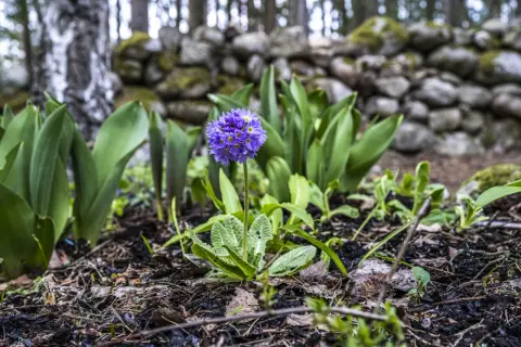 En lila aprilblomma reser sig stolt bland gröna blad och en stenmur i bakgrunden.