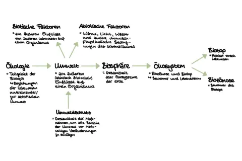 Schema zeigt ökologische Begriffe. Abiotische Faktoren wie Wasser beeinflussen die Umwelt.