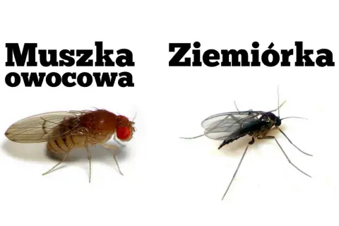 Ziemiórka, ciemna i smukła, kontrastuje z brązową muszką owocową. Zobacz, jak wyglądają ziemiórki.