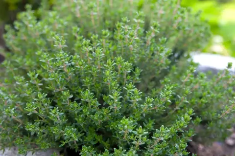Ein dichter, grüner Thymianbusch im Garten. Der ideale thymian standort ist sonnig und gut durchlässig, damit er üppig wächst.