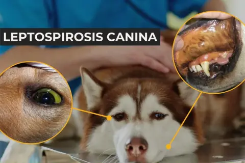 Perro con ictericia y encías oscuras, síntomas de leptospirosis canina.