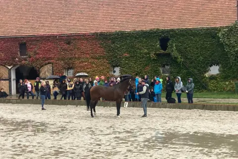 Pokaz konia i ludzi na ujeżdżalni przed budynkiem pokrytym bluszczem.