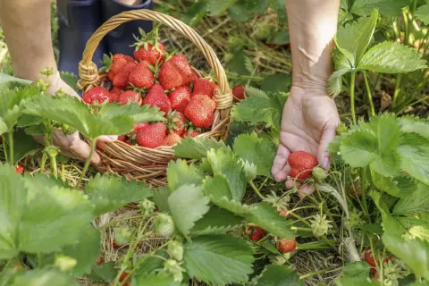 Hände pflücken frische Erdbeeren für eine Liste von Erdbeersorten. Ein Korb voller roter Früchte steht bereit.