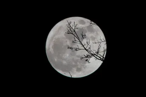Vollmond über einem dunklen Himmel, silhouettiert von kahlen Ästen. Ein perfekter Anblick für den Mondkalender Angeln.