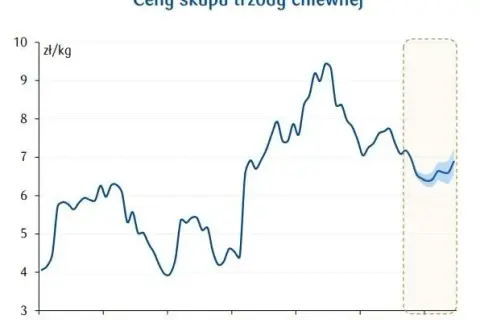 Po ile świnie w skupie? Aktualne ceny i prognozy dla hodowców