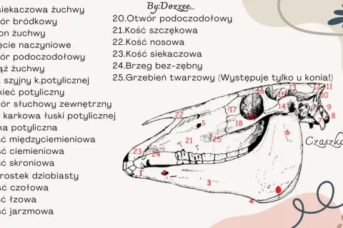 Anatomia czaszki konia: szczegółowy rysunek z numerowanymi elementami budowy głowy konia, od kości siekaczowej po jarzmową.