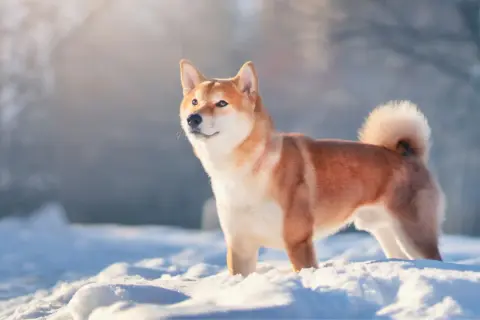 Un shiba inu, con su característico pelaje rojizo y cola enroscada, posa orgulloso en la nieve.