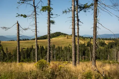 Widok na Turbacz przez suche drzewa i trawiaste zbocza. W oddali góry i lasy.