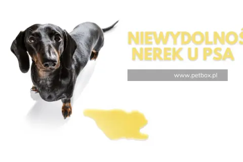 Czarny jamnik patrzy na kałużę, sugerując problem z nerkami u psa.