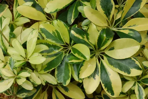 Feuilles panachées de vert et de jaune d'un schefflera arboricola, formant un motif dense et texturé.