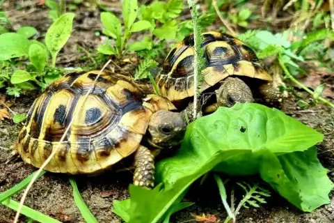 Jak wygląda żółw? Odkryj niezwykłe cechy różnych gatunków