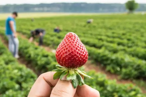 Ile można zarobić na truskawkach w Holandii? Szokujące stawki i korzyści!