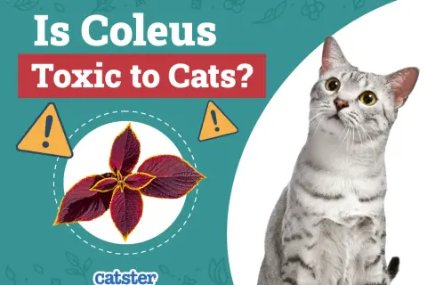 A curious cat looks up at a graphic asking "Is Coleus Toxic to Cats?" with an image of a coleus plant.