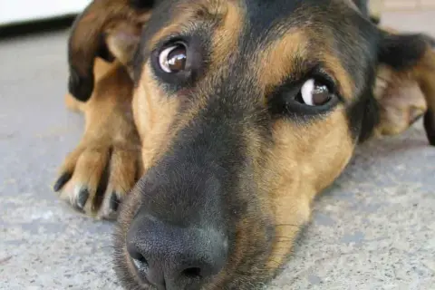 Un perro con grandes ojos de ballena mira con ternura, su hocico negro y pelaje marrón y negro se funden en la imagen.