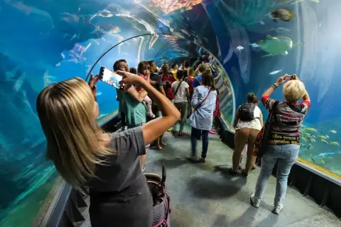 Ludzie spacerują w tunelu oceanarium, robiąc zdjęcia rybom. Czy afrykarium i oceanarium to to samo? Nie, to różne atrakcje.