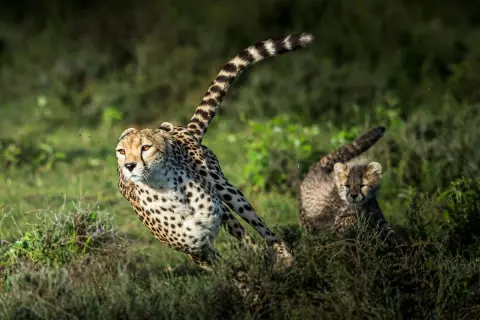 Dwa gepardy biegną przez trawę. Dorosły gepard, najszybszy kot na świecie, jest na pierwszym planie, a za nim podąża młode.