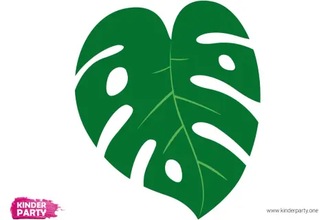 Grünes Monstera-Blatt mit Schlitzen und Löchern auf weißem Hintergrund.