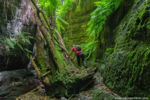Senderista trepa por un tronco caído en un cañón verde y musgoso, como si explorara el cubo de la galga.