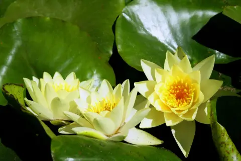Trois nénuphars jaunes éclosent sur de larges feuilles vertes. La **racine nénuphar** nourrit ces fleurs délicates.