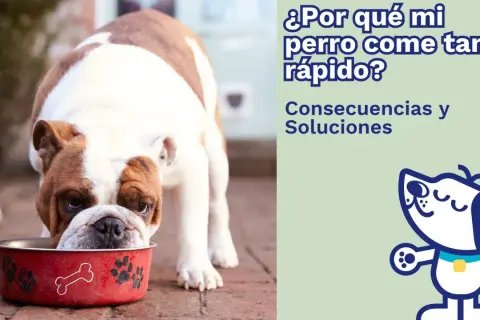 Un bulldog inglés come en su plato rojo. ¿Por qué mi perro come tan rápido? Consecuencias y soluciones.